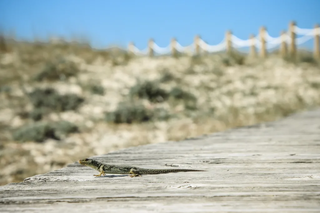 PASARELAS XUÑO E SAN PEDRO-8935